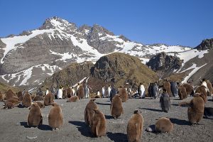 Gold Harbour, South Georgia Island 220_1.jpg